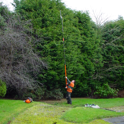 Qualified Treework Specialists